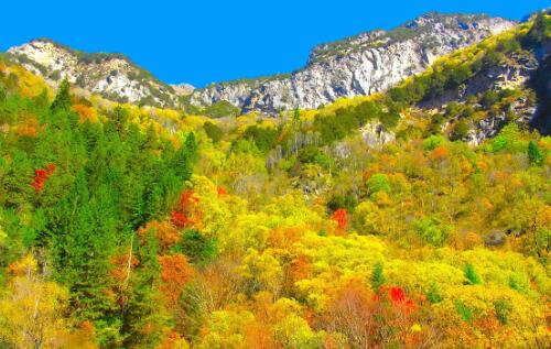 四川阿壩森林防火視頻監(jiān)控試點(diǎn)工程建設(shè)項(xiàng)目