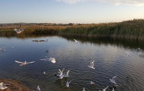 內(nèi)蒙古居延海濕地視頻監(jiān)控案例